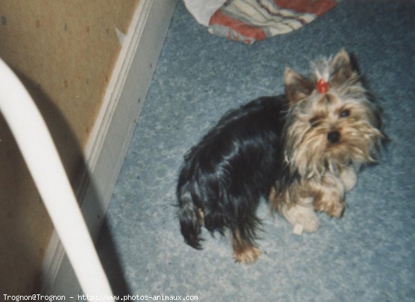 Photo de Yorkshire terrier