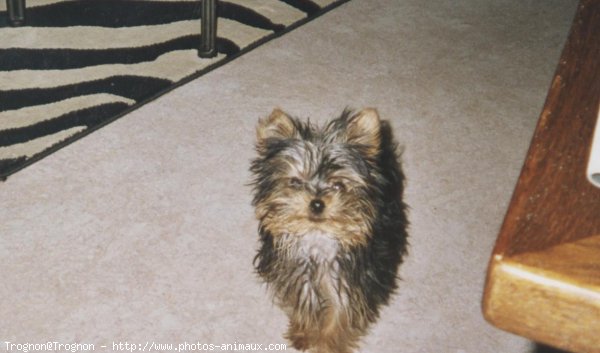 Photo de Yorkshire terrier