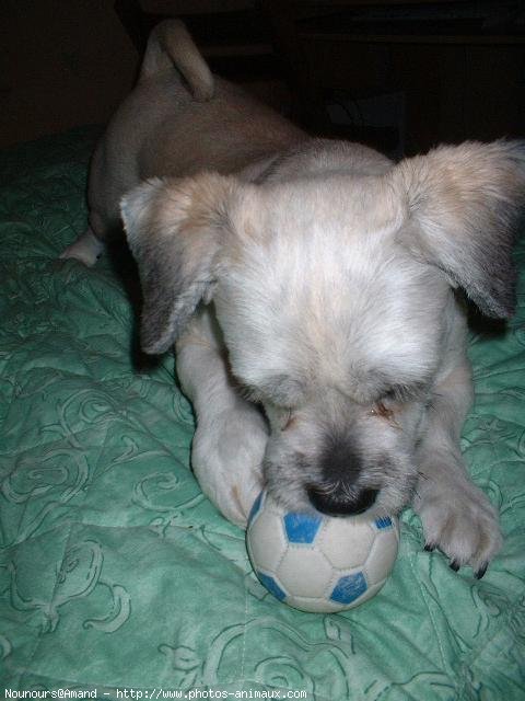 Photo de Lhassa apso