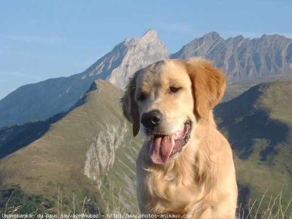 Photo de Golden retriever