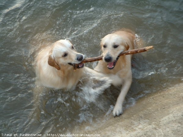 Photo de Golden retriever