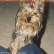 Photo de Yorkshire terrier