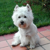 Photo de West highland white terrier