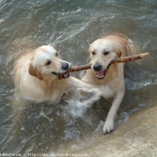 Photo de Golden retriever