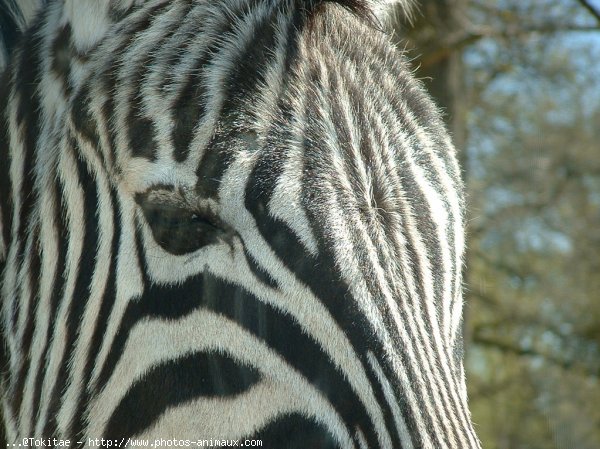 Photo de Zebre