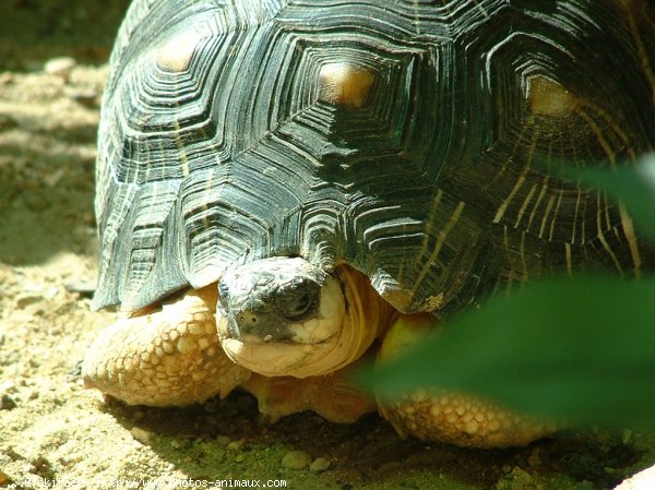 Photo de Tortue