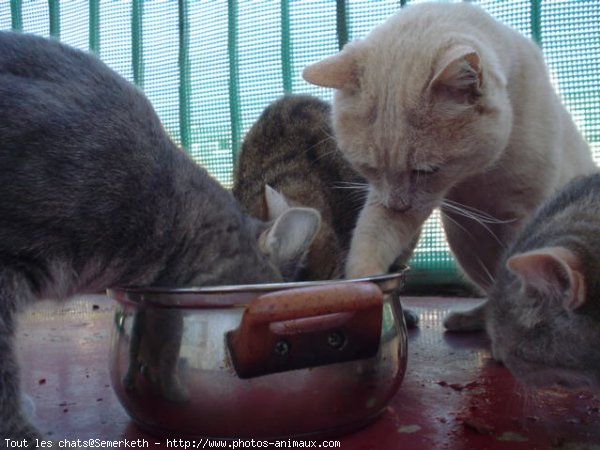 Photo de Chat domestique