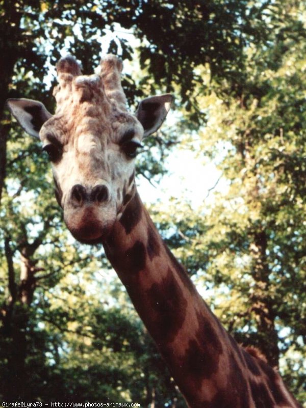 Photo de Girafe