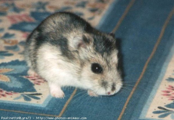 Photo de Hamster