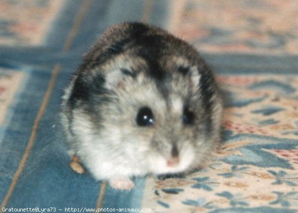 Photo de Hamster