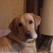 Photo de Labrador retriever