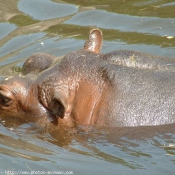 Photo de Hippopotame