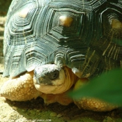 Photo de Tortue