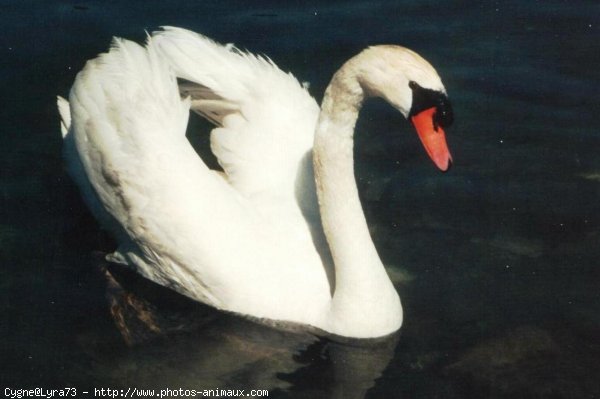 Photo de Cygne