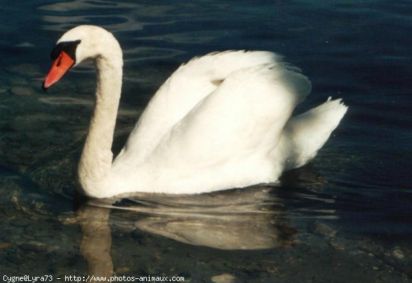 Photo de Cygne