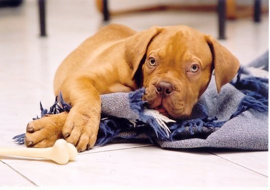 Photo de Dogue de bordeaux