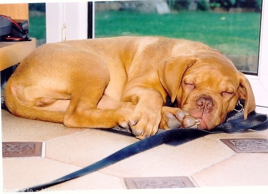 Photo de Dogue de bordeaux