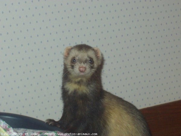 Photo de Furet