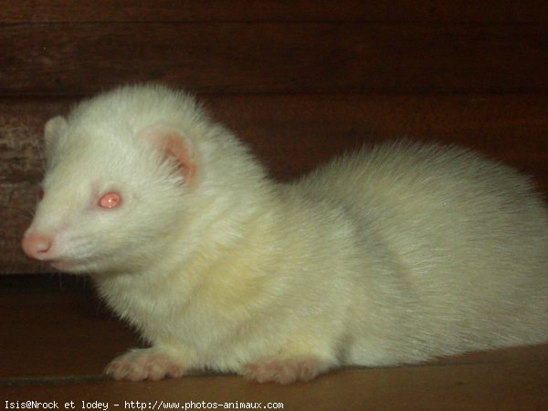 Photo de Furet