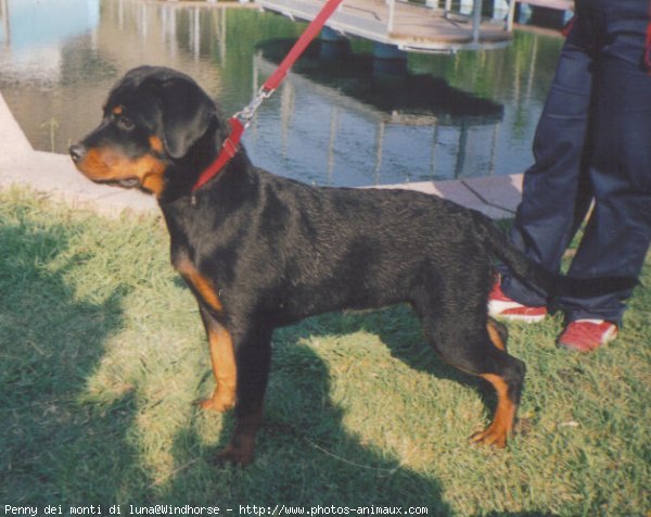 Photo de Rottweiler