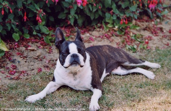 Photo de Boston terrier