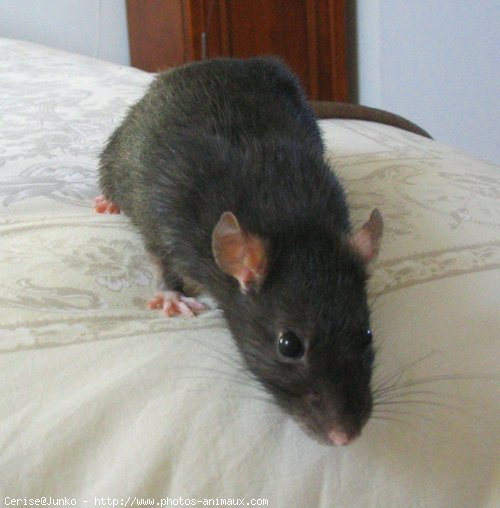 Photo de Rat