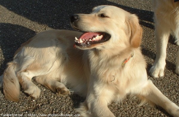 Photo de Golden retriever