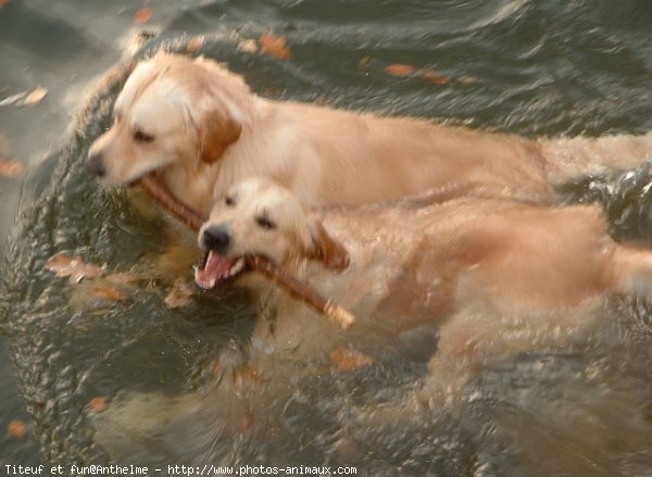 Photo de Golden retriever