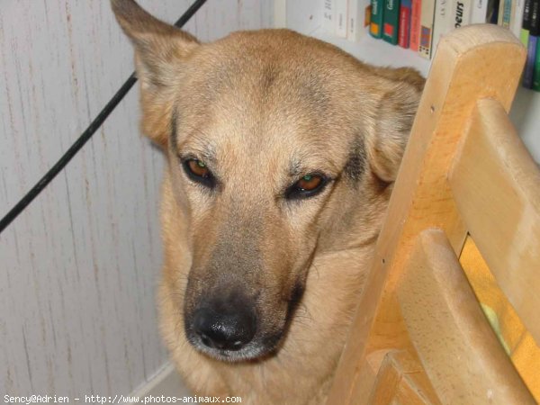 Photo de Berger belge malinois