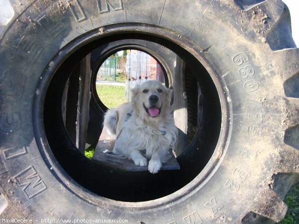 Photo de Golden retriever