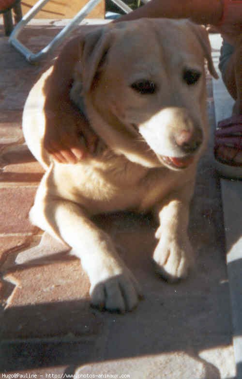 Photo de Labrador retriever