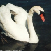 Photo de Cygne