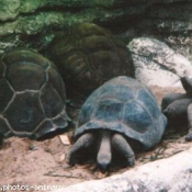 Photo de Tortue