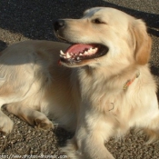 Photo de Golden retriever