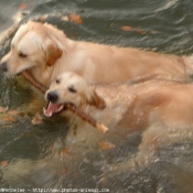 Photo de Golden retriever