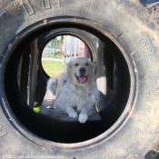 Photo de Golden retriever