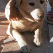 Photo de Labrador retriever