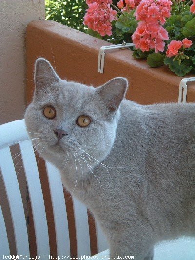 Photo de British shorthair