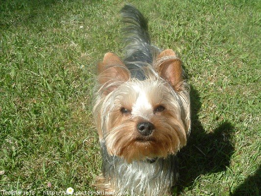 Photo de Yorkshire terrier