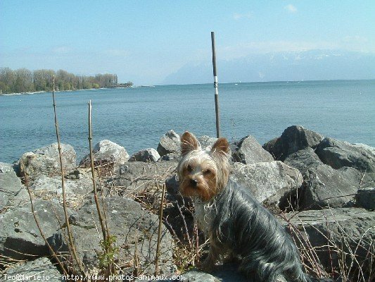 Photo de Yorkshire terrier