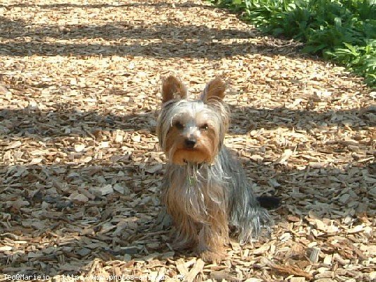 Photo de Yorkshire terrier