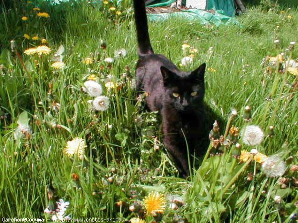 Photo de Chat domestique