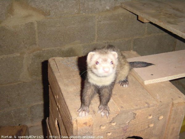 Photo de Furet