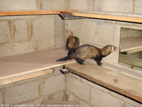 Photo de Furet