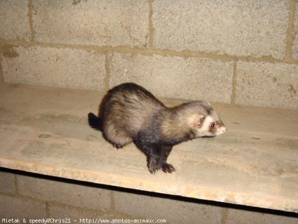 Photo de Furet