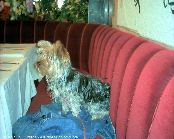 Photo de Yorkshire terrier