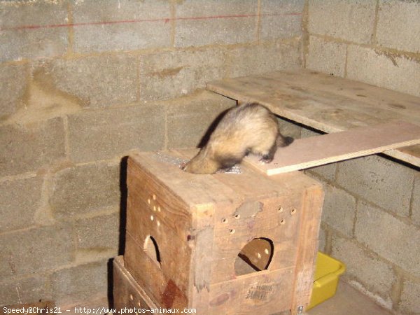 Photo de Furet