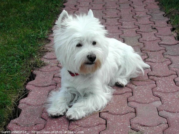 Photo de West highland white terrier