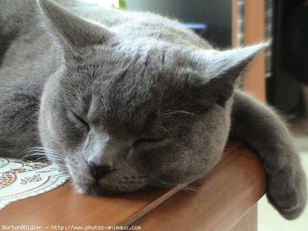 Photo de Chartreux