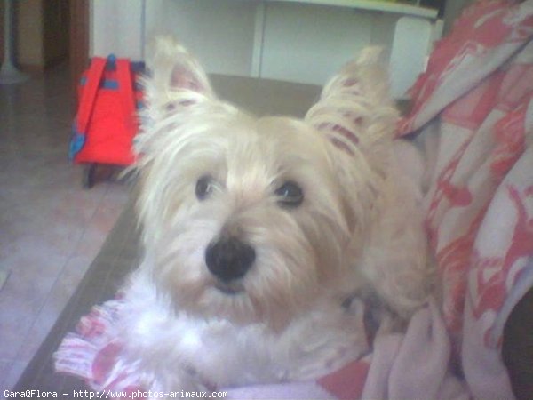 Photo de West highland white terrier